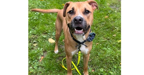 CHANCE (CHERRY LITTER) - American Staffordshire Terrier / Labrador Retriever available for adoption