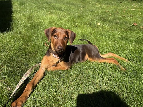 IVY (BRIAR'S LITTER)
