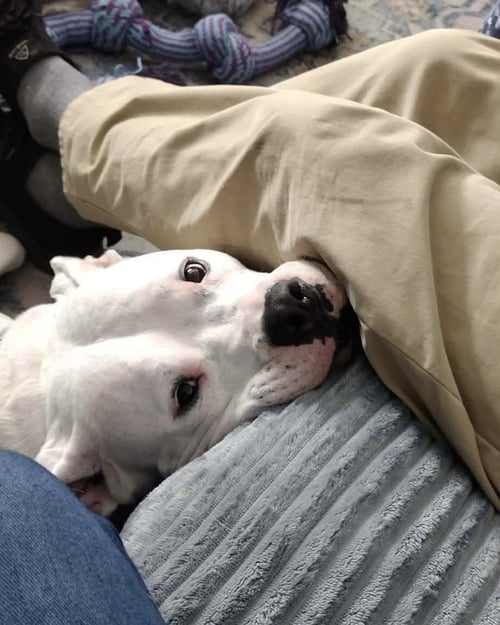 COSMO - American Staffordshire Terrier / American Pit Bull Terrier available for adoption
