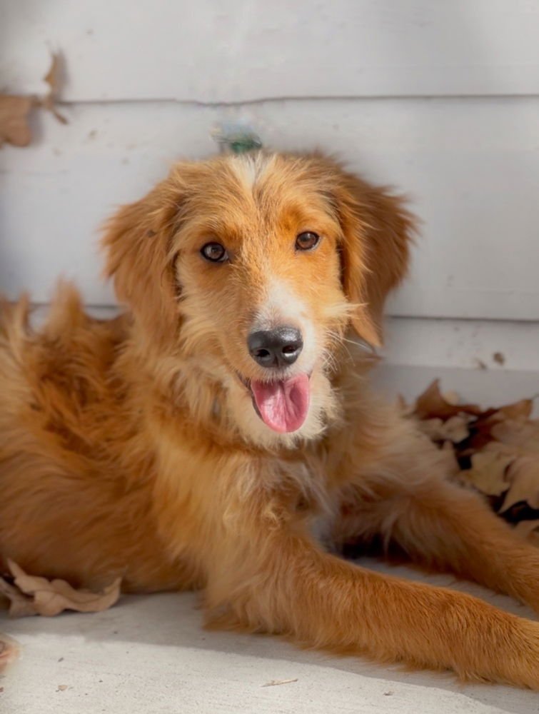 CINNAMON (CONROE) - Labrador Retriever / Labrador Retriever available for adoption