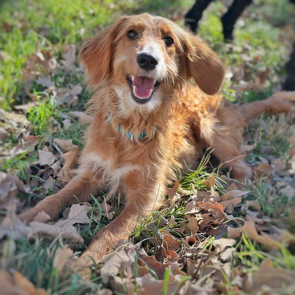 CINNAMON (CONROE) - Labrador Retriever / Labrador Retriever available for adoption