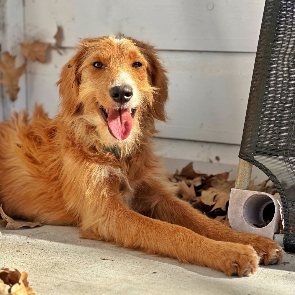 Cinnamon (Conroe) - Photo 3