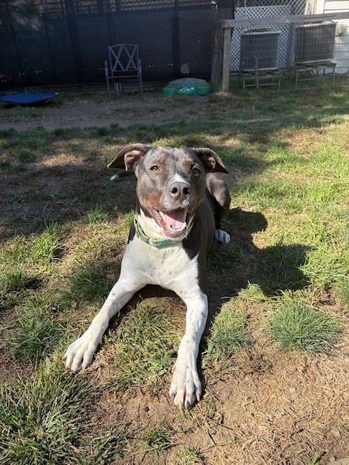 AC - DONNY - Labrador Retriever / English Pointer available for adoption