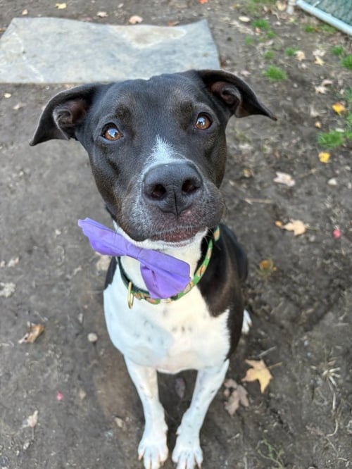 AC - DONNY - Labrador Retriever / English Pointer available for adoption
