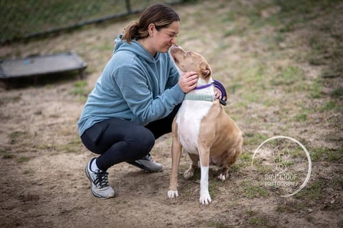 NOVA NOODLE - Catahoula Leopard Dog / Pit Bull Terrier available for adoption
