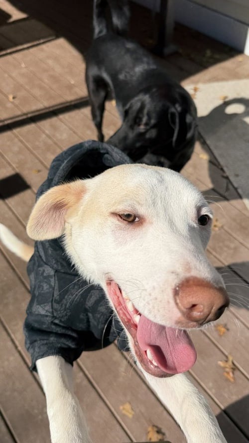 ARTAX (A PUPS) - Labrador Retriever / Basenji available for adoption