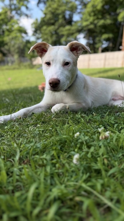 Artax (A Pups) Image