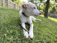 Artax (A Pups) - Photo 4