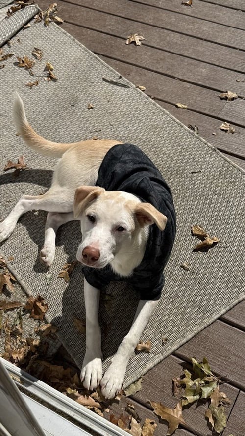 ARTAX (A PUPS) - Labrador Retriever / Basenji available for adoption
