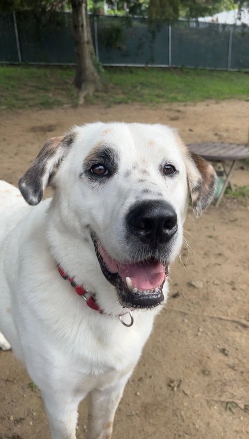 NEO - Great Pyrenees available for adoption