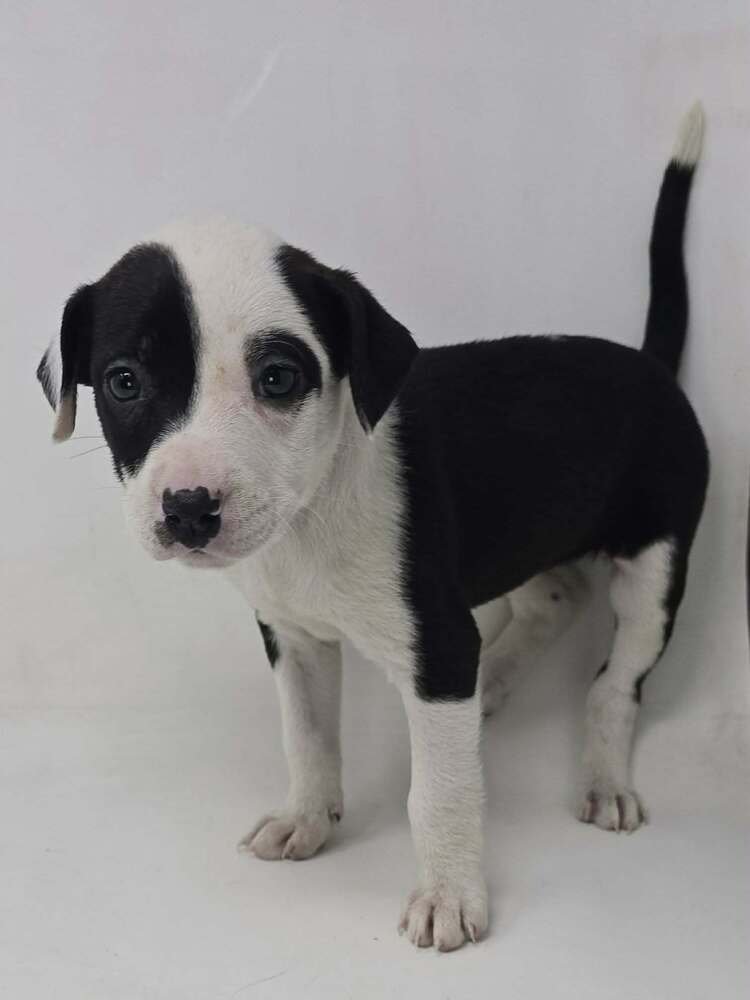 CANDLE (TN C-LITTER) - Labrador Retriever / Terrier available for adoption