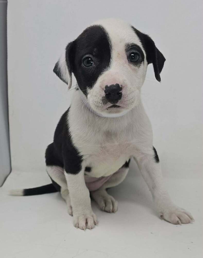 CANDLE (TN C-LITTER) - Labrador Retriever / Terrier available for adoption