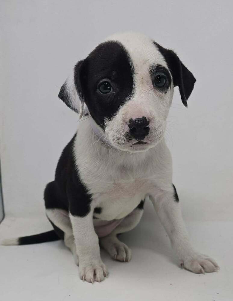 Candle (TN C-Litter) - Photo 3