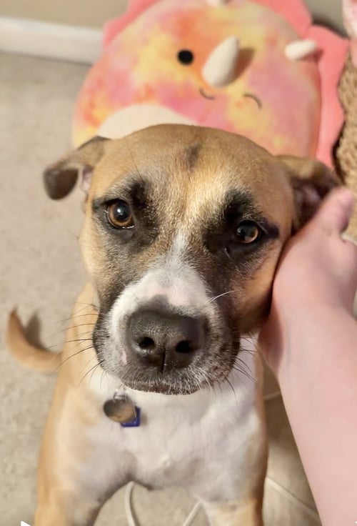 LAYLA (FKA LISA) - Labrador Retriever / American Pit Bull Terrier available for adoption