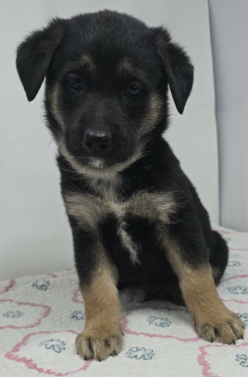 BADGE OF HONOR (B BABIES) - German Shepherd Dog available for adoption