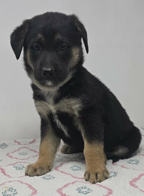 BADGE OF HONOR (B BABIES) - German Shepherd Dog available for adoption