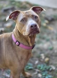 Bella the Beauty - Photo 1