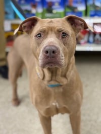 Bella the Beauty - Photo 2