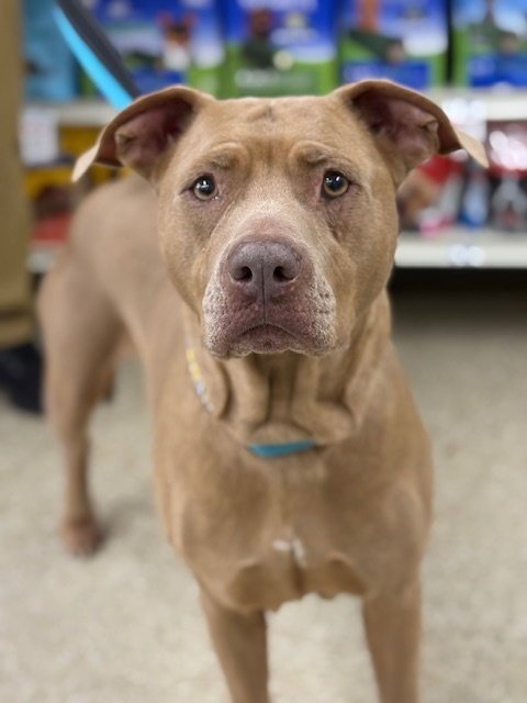 BELLA THE BEAUTY - American Pit Bull Terrier / Labrador Retriever available for adoption