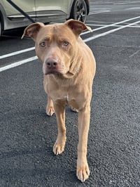 Bella the Beauty - Photo 3