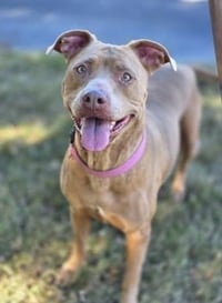 Bella the Beauty - Photo 4