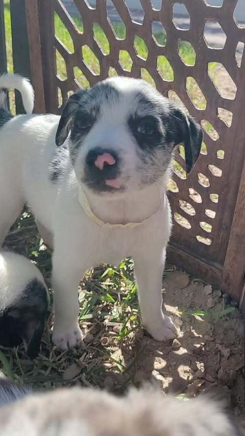 SUZY (OAKLEY'S LITTER) - Border Collie available for adoption