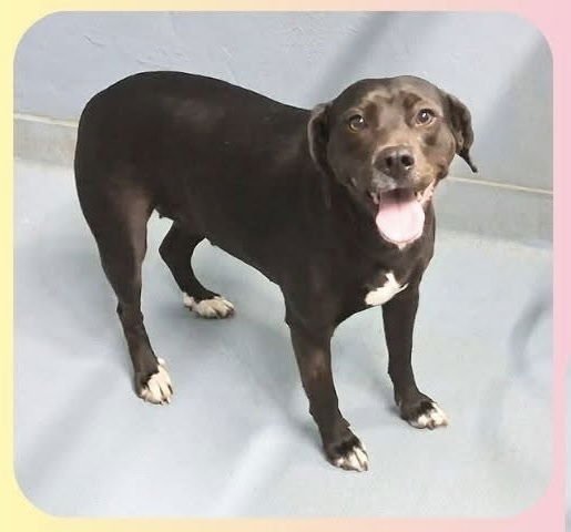 BETTY LOU - Labrador Retriever / Terrier available for adoption