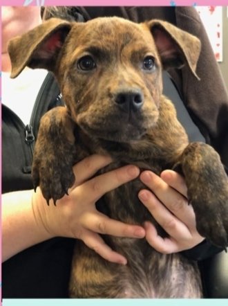 MILKYWAY (CANDYBAR LITTER) - American Staffordshire Terrier / Labrador Retriever available for adoption