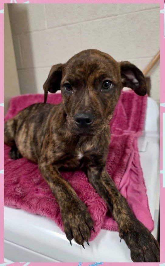 MILKYWAY (CANDYBAR LITTER) - American Staffordshire Terrier / Labrador Retriever available for adoption