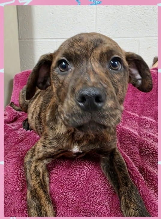 Milkyway (Candybar Litter) - Photo 3