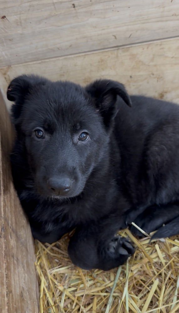 ROUX (RR LITTER) - German Shepherd Dog available for adoption