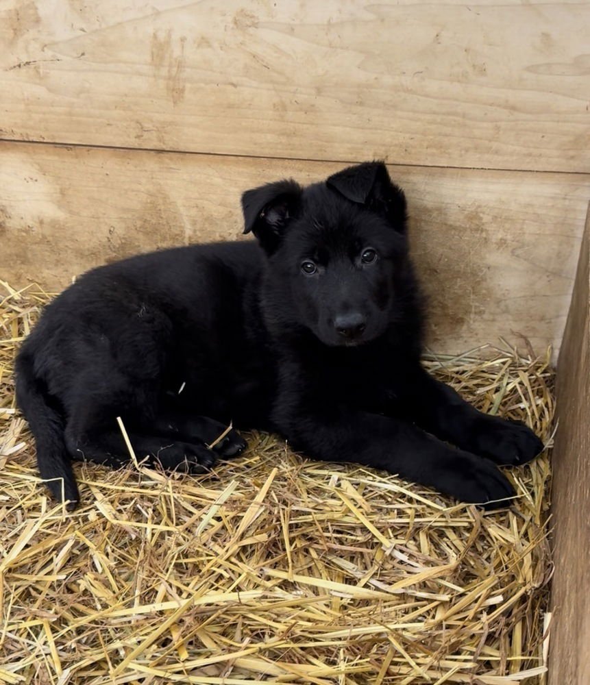 ROUX (RR LITTER) - German Shepherd Dog available for adoption