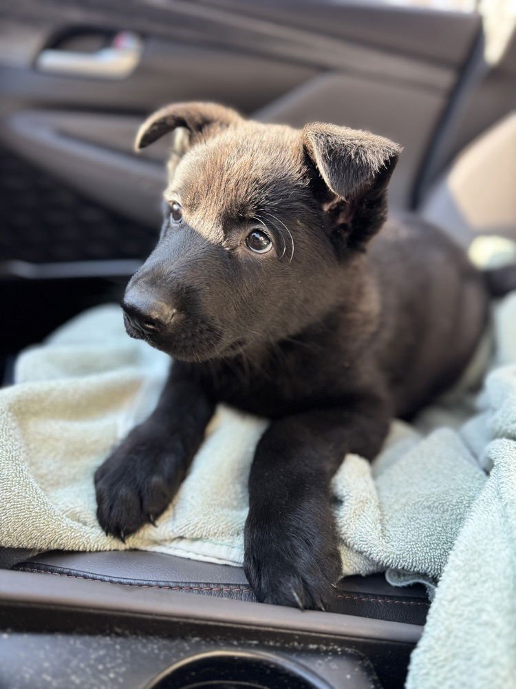 Roux (RR Litter) - Photo 3