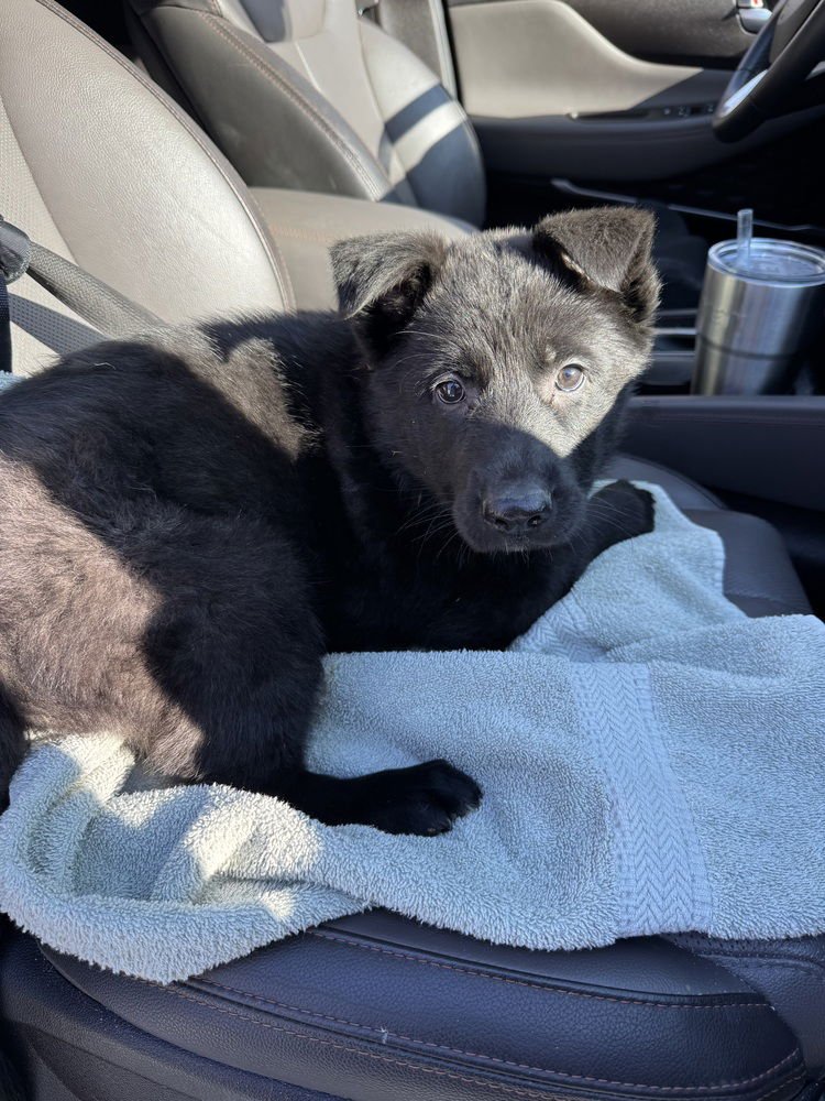 Roux (RR Litter) - Photo 4