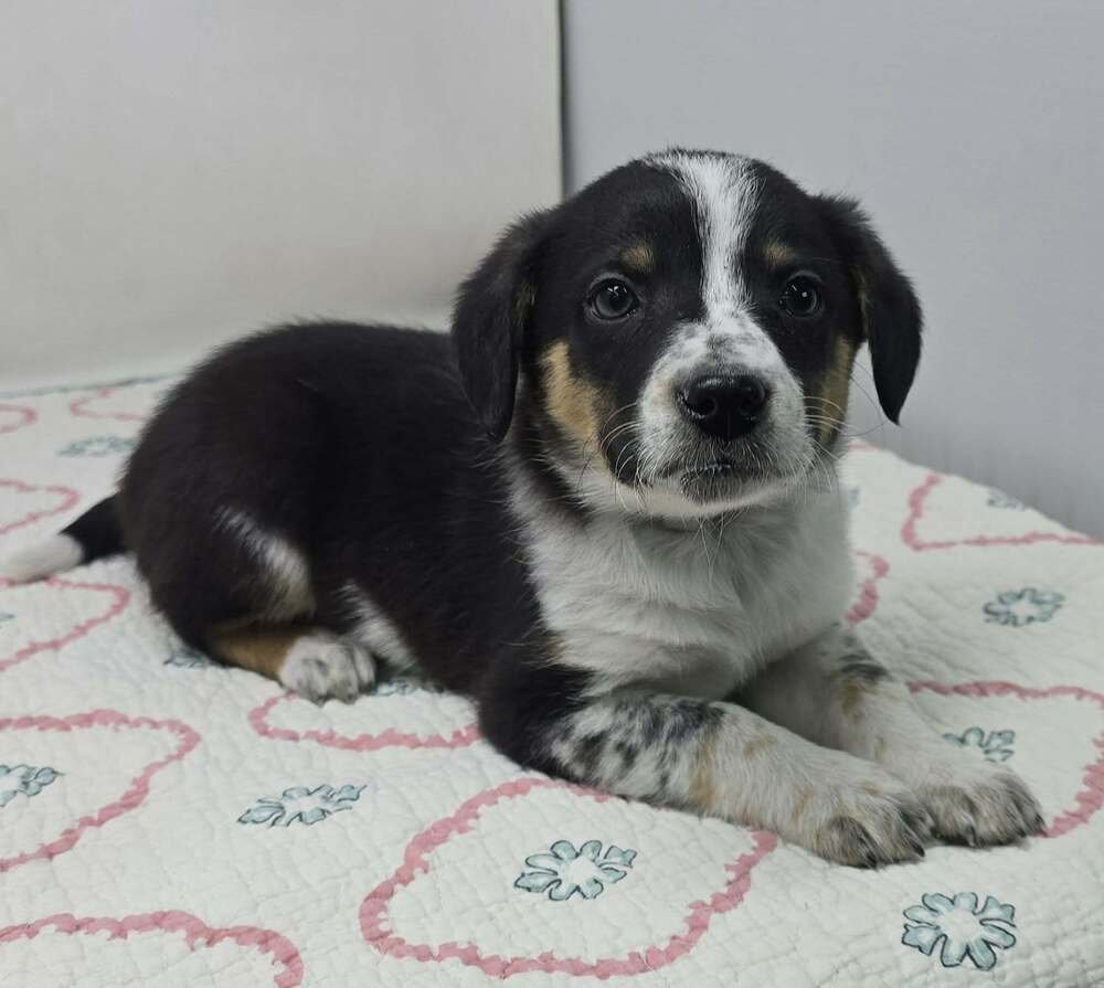 ANTIOPE (A-LITTER) - Australian Shepherd available for adoption