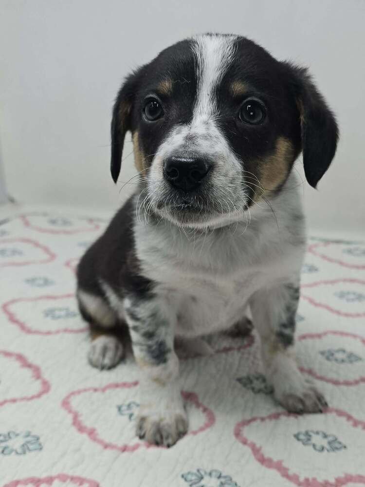 ANTIOPE (A-LITTER) - Australian Shepherd available for adoption