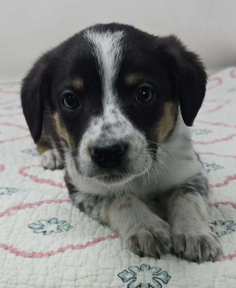 Antiope (A-Litter) - Photo 3