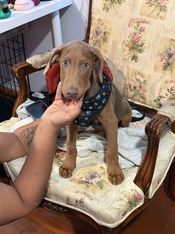 Cosmo (Briar's Litter) Image