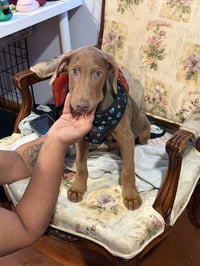 Cosmo (Briar's Litter) - Photo 1