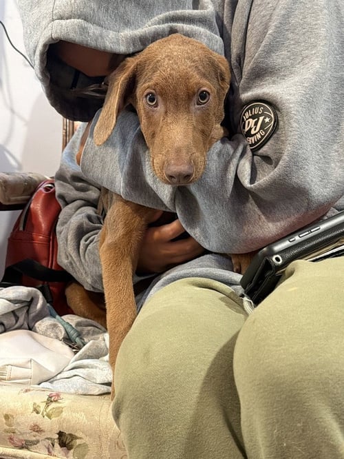 COSMO (BRIAR'S LITTER) - Doberman Pinscher available for adoption