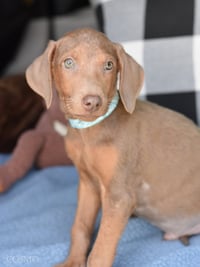 Cosmo (Briar's Litter) - Photo 4