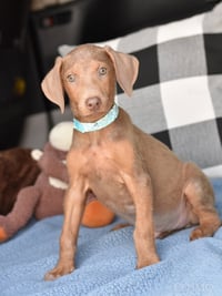 Cosmo (Briar's Litter) - Photo 3