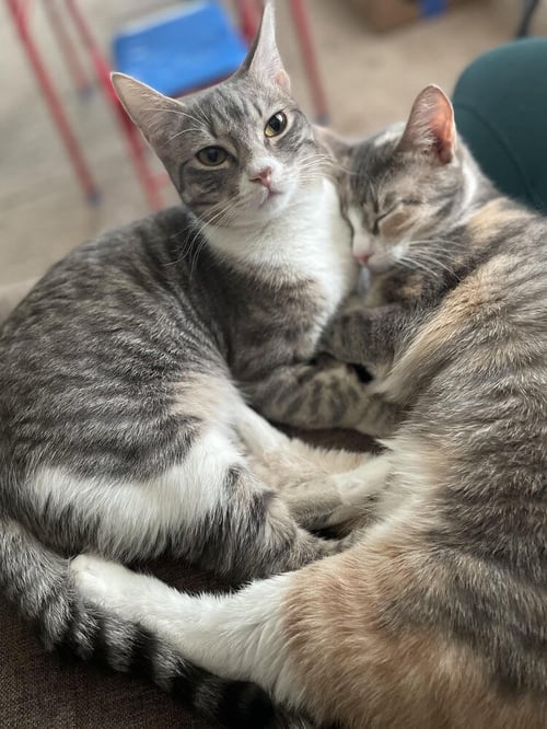 KIWI AKA JOJO - Domestic Short Hair available for adoption