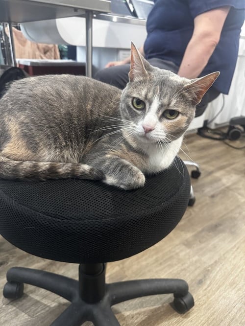 KIWI AKA JOJO - Domestic Short Hair available for adoption