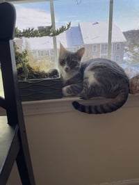 Kiwi aka Jojo - Photo 4