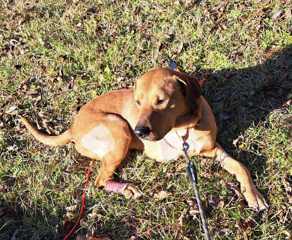 AXLE - Rhodesian Ridgeback / Hound available for adoption