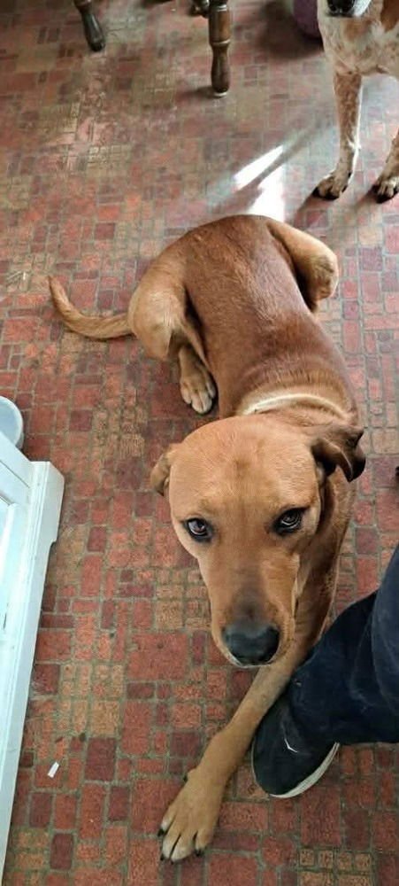 AXLE - Rhodesian Ridgeback / Hound available for adoption