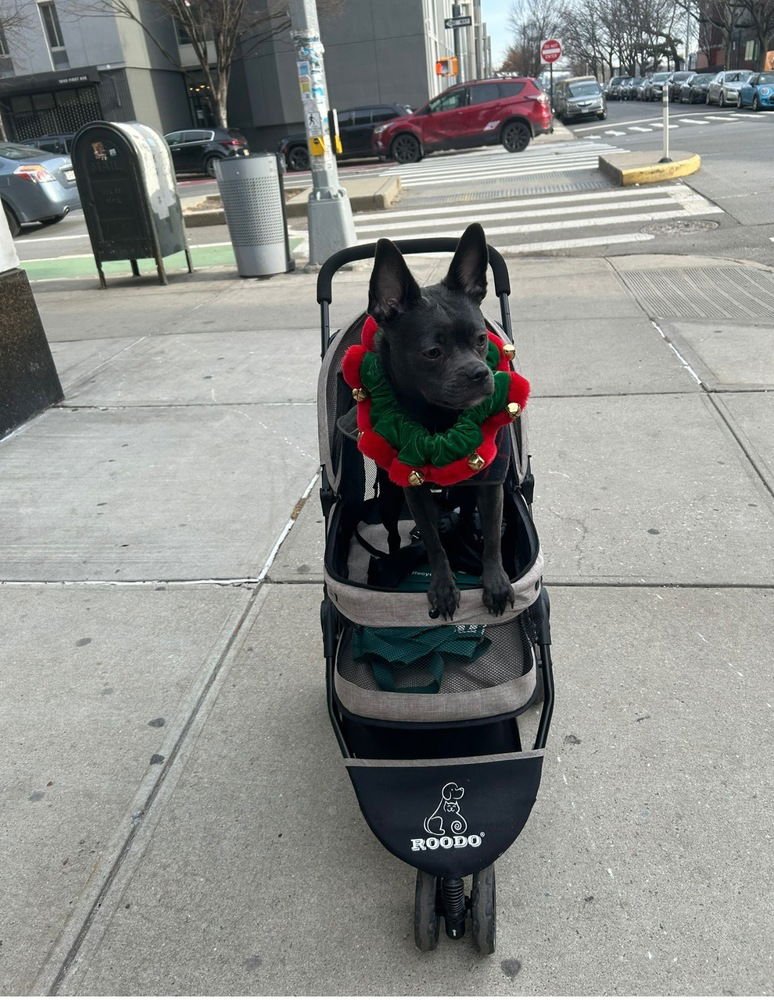 JADE - French Bulldog / Chihuahua available for adoption