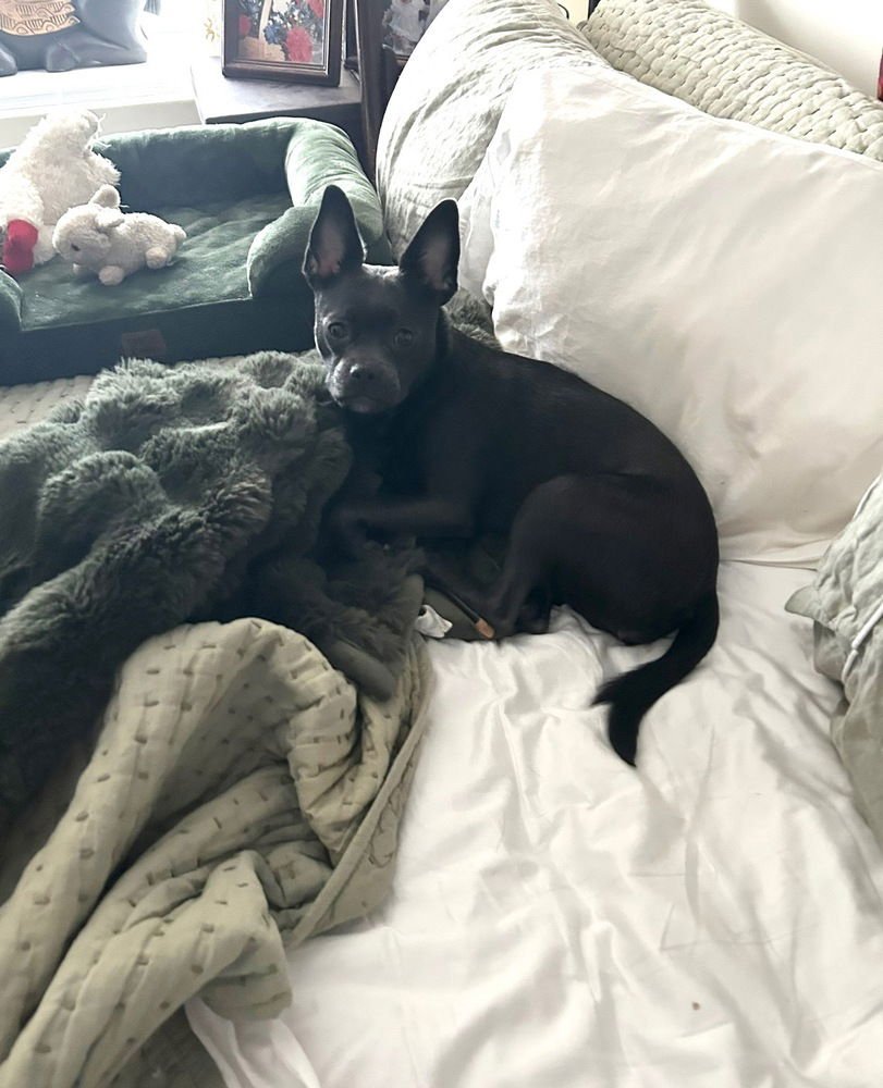 JADE - French Bulldog / Chihuahua available for adoption