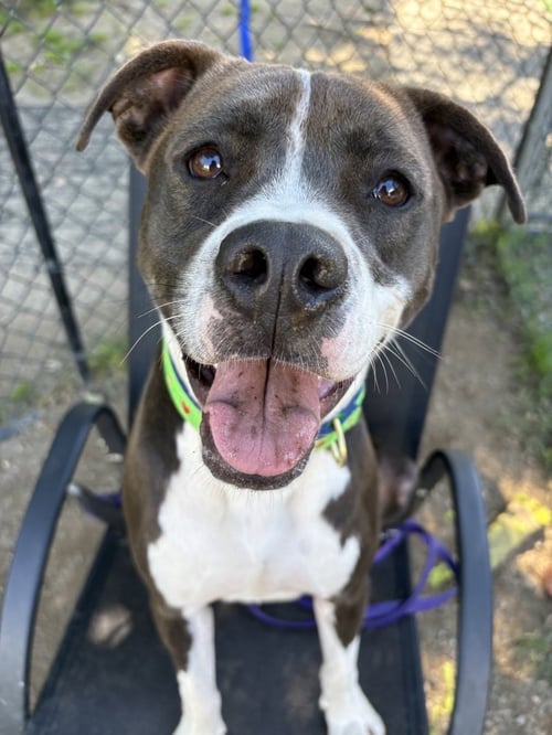 AC - RIPPLE - American Pit Bull Terrier / Beagle available for adoption